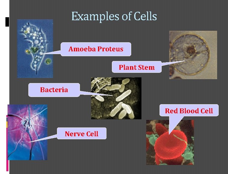 Examples of Cells Amoeba Proteus Plant Stem Bacteria Red Blood Cell Nerve Cell 