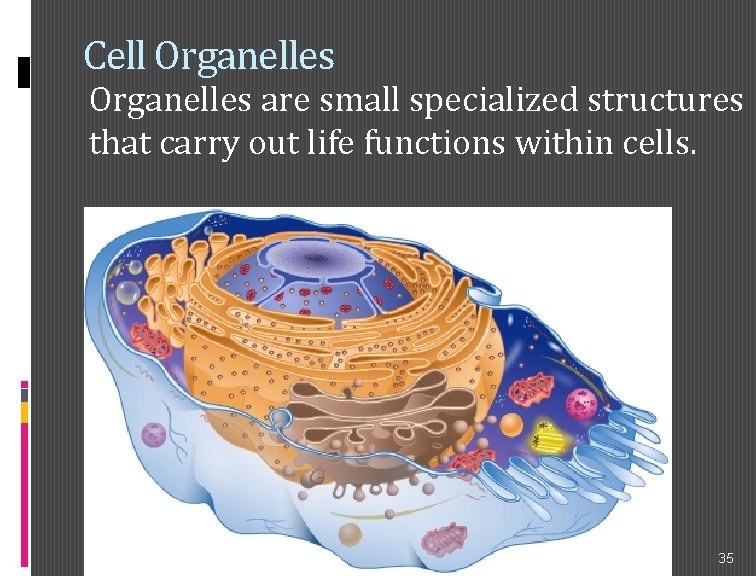Cell Organelles are small specialized structures that carry out life functions within cells. 35