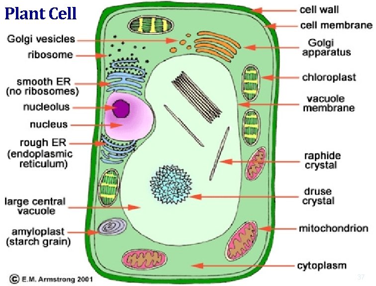 Plant Cell 37 