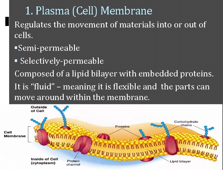 1. Plasma (Cell) Membrane Regulates the movement of materials into or out of cells.