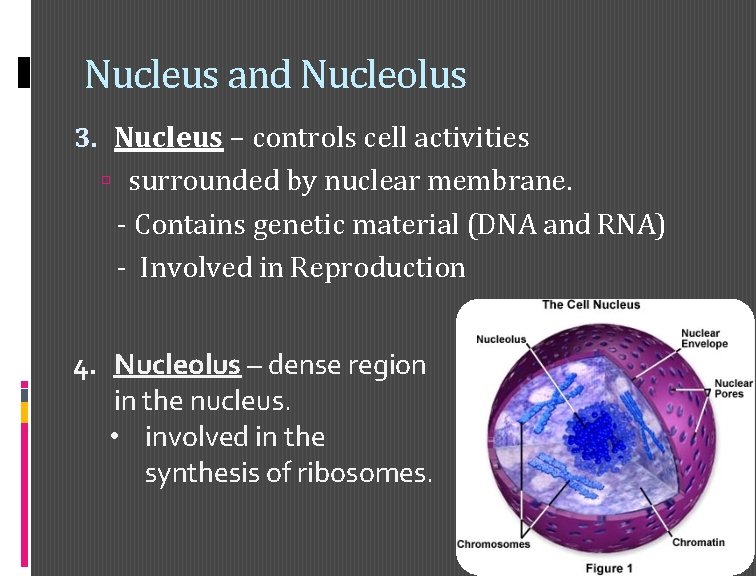 Nucleus and Nucleolus 3. Nucleus – controls cell activities surrounded by nuclear membrane. -