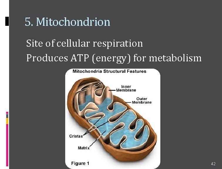 5. Mitochondrion Site of cellular respiration Produces ATP (energy) for metabolism 42 