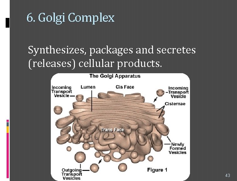 6. Golgi Complex Synthesizes, packages and secretes (releases) cellular products. 43 