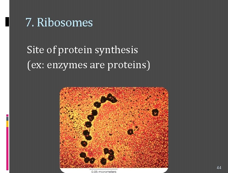 7. Ribosomes Site of protein synthesis (ex: enzymes are proteins) 44 