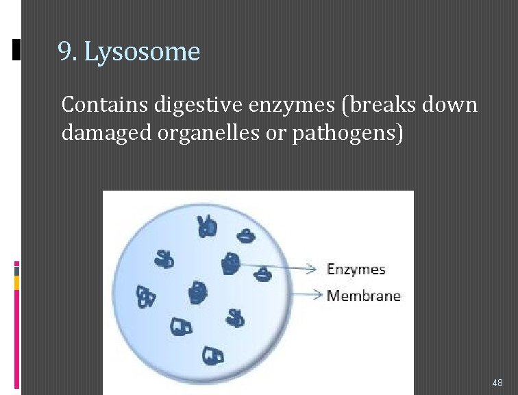 9. Lysosome Contains digestive enzymes (breaks down damaged organelles or pathogens) 48 