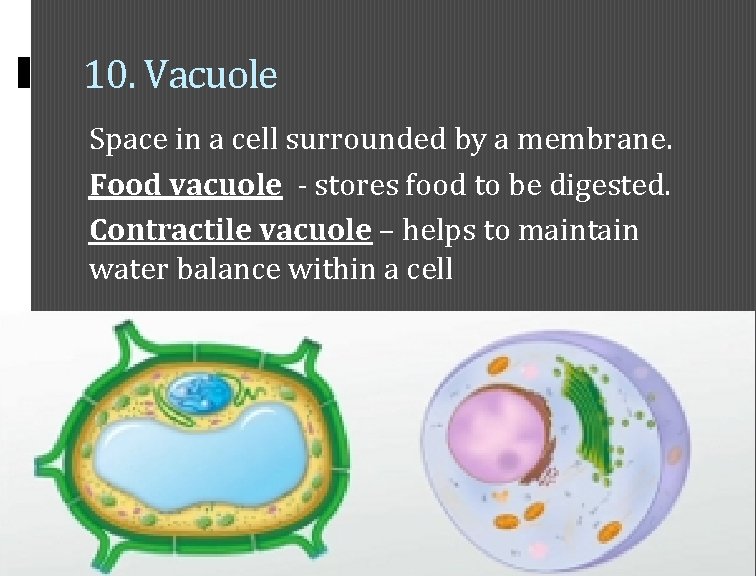 10. Vacuole Space in a cell surrounded by a membrane. Food vacuole - stores