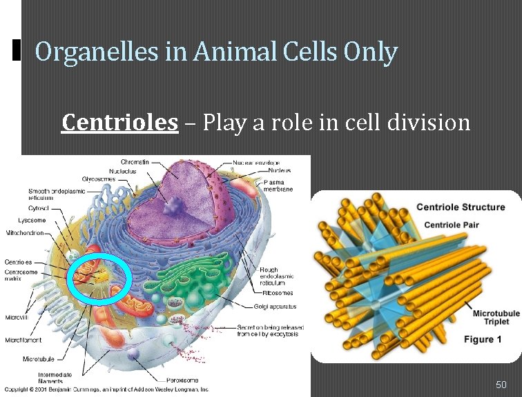 Organelles in Animal Cells Only Centrioles – Play a role in cell division 50