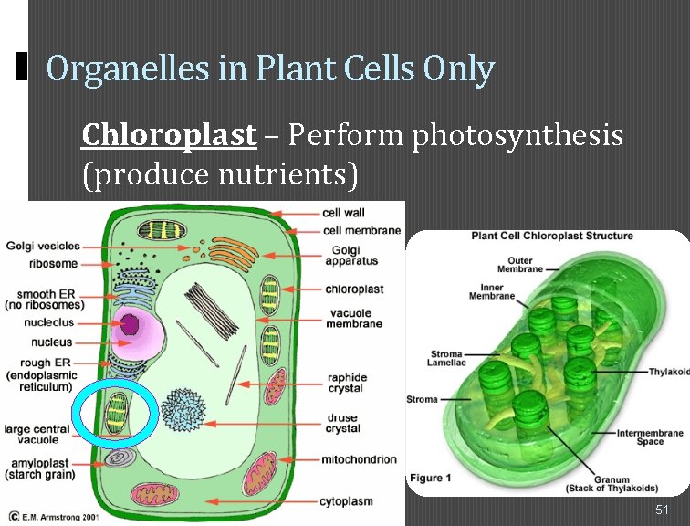 Organelles in Plant Cells Only Chloroplast – Perform photosynthesis (produce nutrients) 51 