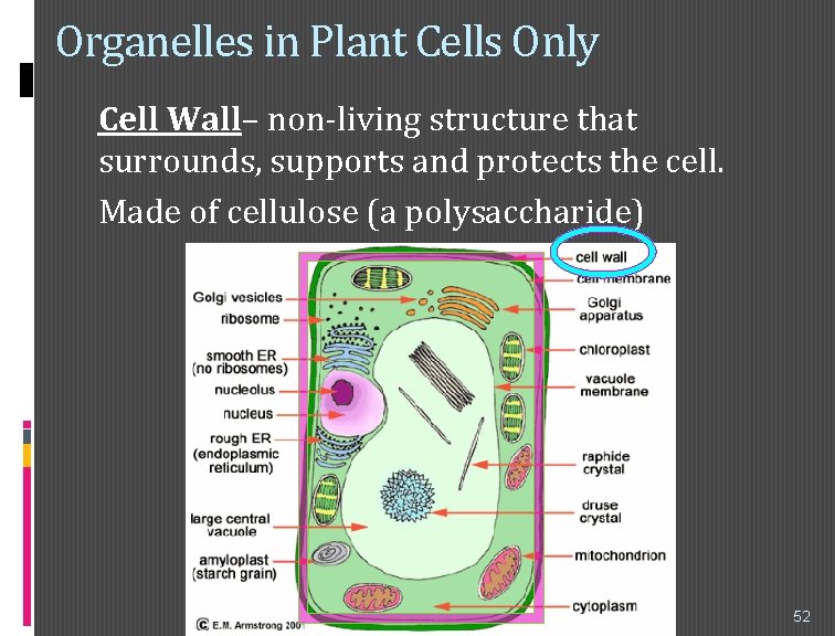 Organelles in Plant Cells Only Cell Wall– non-living structure that surrounds, supports and protects