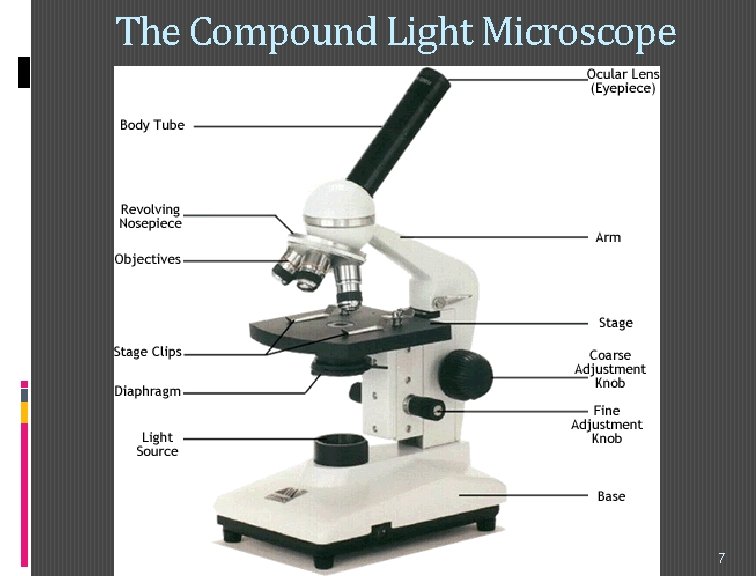 The Compound Light Microscope 7 