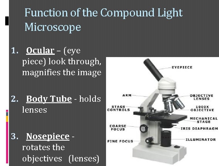 Function of the Compound Light Microscope 1. Ocular – (eye piece) look through, magnifies