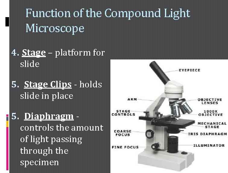 Function of the Compound Light Microscope 4. Stage – platform for slide 5. Stage