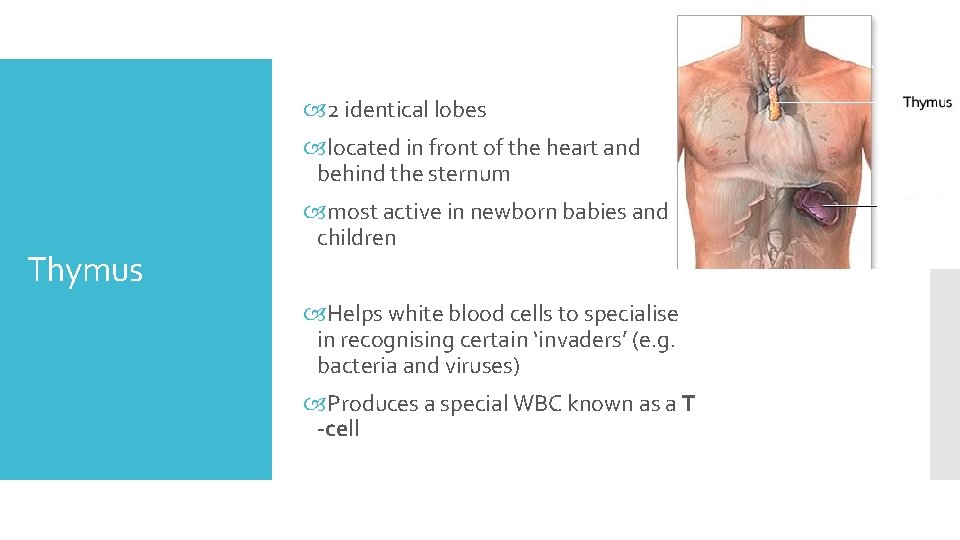  2 identical lobes located in front of the heart and behind the sternum