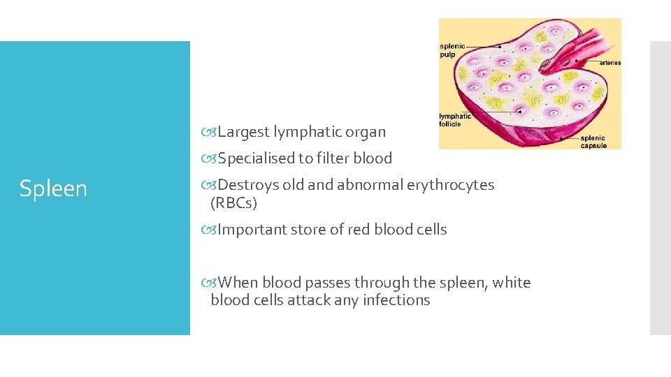  Largest lymphatic organ Specialised to filter blood Spleen Destroys old and abnormal erythrocytes