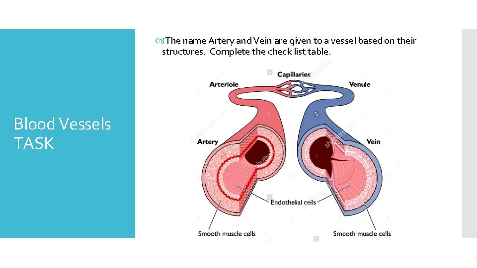  The name Artery and Vein are given to a vessel based on their
