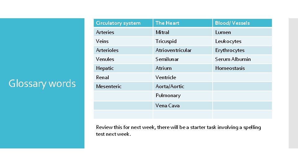 Glossary words Circulatory system The Heart Blood/ Vessels Arteries Mitral Lumen Veins Tricuspid Leukocytes