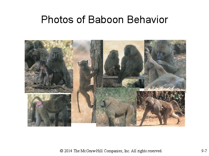 Photos of Baboon Behavior © 2014 The Mc. Graw-Hill Companies, Inc. All rights reserved.