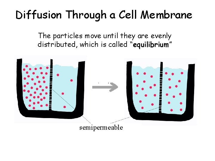 Diffusion Through a Cell Membrane The particles move until they are evenly distributed, which