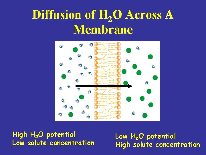 Diffusion of H 2 O Across A Membrane High H 2 O potential Low