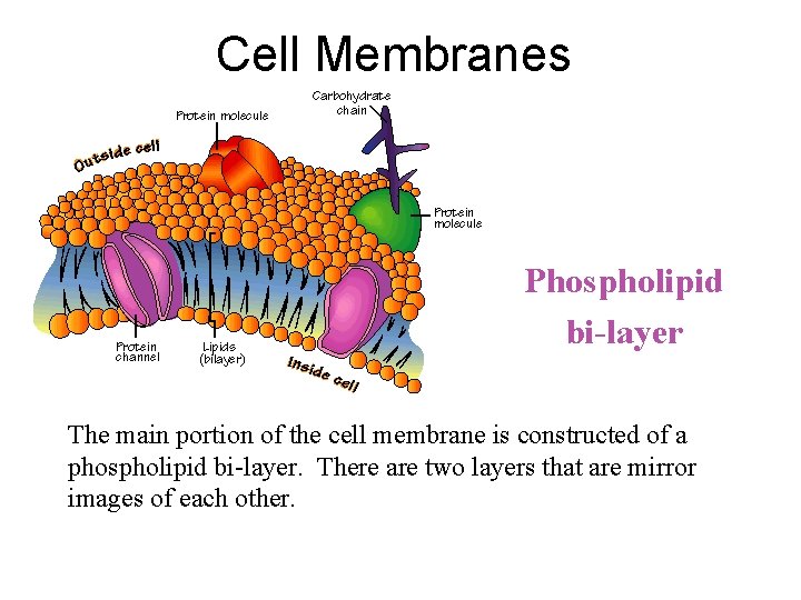 Cell Membranes Phospholipid bi-layer The main portion of the cell membrane is constructed of