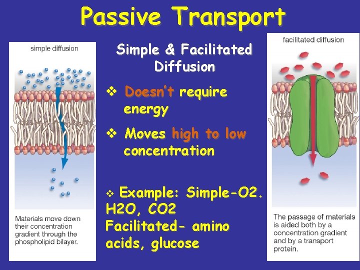 Passive Transport Simple & Facilitated Diffusion v Doesn’t require energy v Moves high to