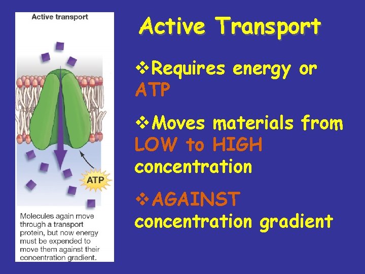 Active Transport v. Requires energy or ATP v. Moves materials from LOW to HIGH