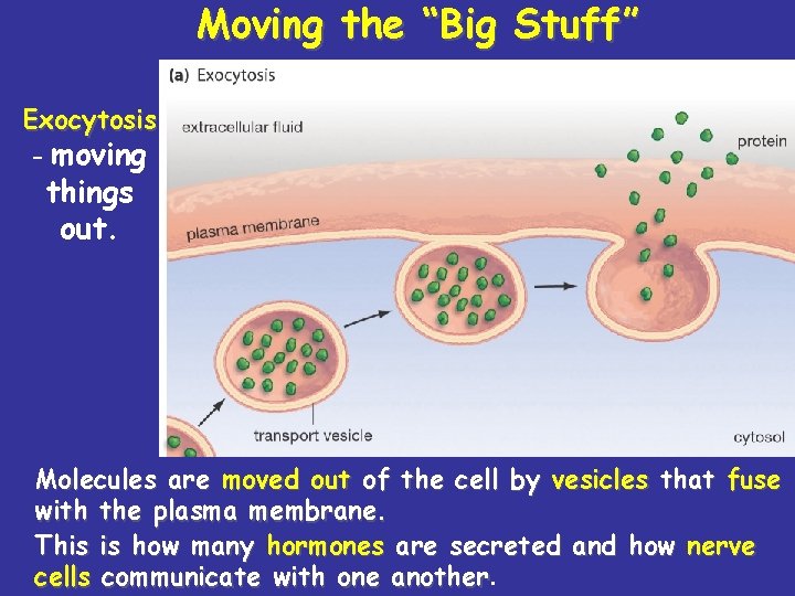 Moving the “Big Stuff” Exocytosis - moving things out. Molecules are moved out of