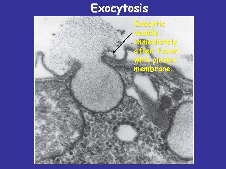 Exocytosis Exocytic vesicle immediately after fusion with plasma membrane. 