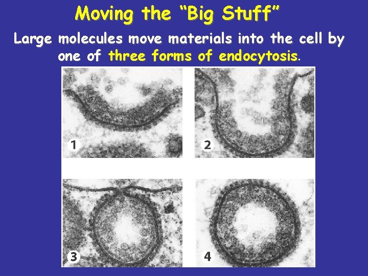 Moving the “Big Stuff” Large molecules move materials into the cell by one of