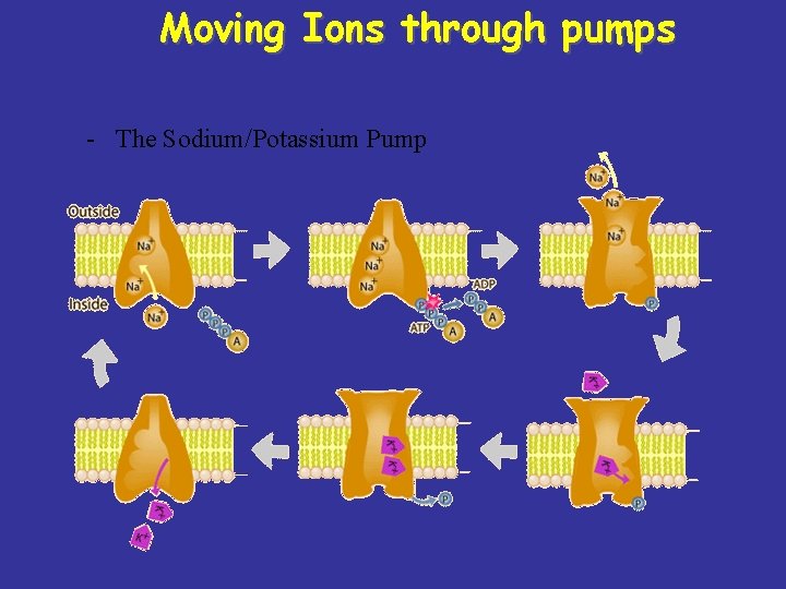 Moving Ions through pumps - The Sodium/Potassium Pump 