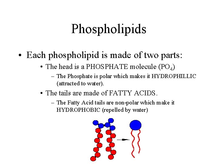 Phospholipids • Each phospholipid is made of two parts: • The head is a