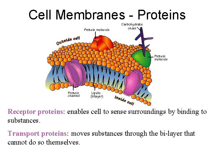 Cell Membranes - Proteins Receptor proteins: enables cell to sense surroundings by binding to