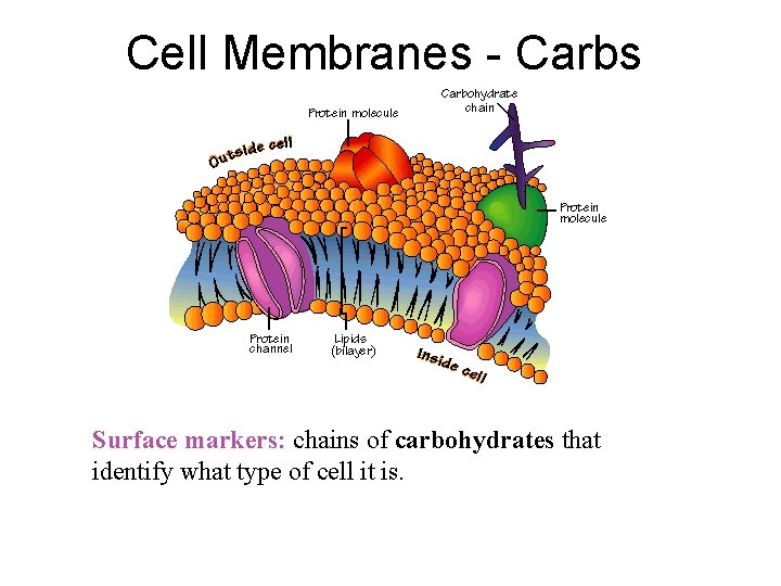 Cell Membranes - Carbs Surface markers: chains of carbohydrates that identify what type of