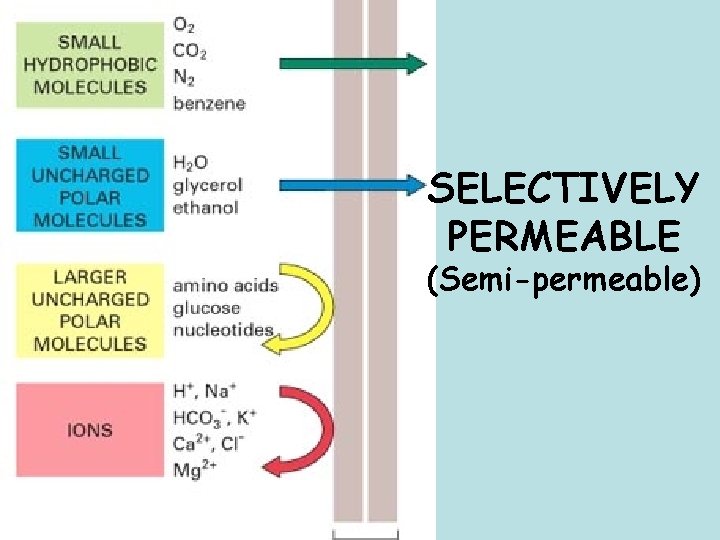 SELECTIVELY PERMEABLE (Semi-permeable) 
