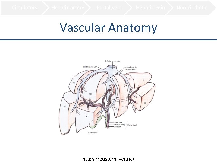 Circulatory Hepatic artery Portal vein Hepatic vein Vascular Anatomy https: //easternliver. net Non-cirrhotic 