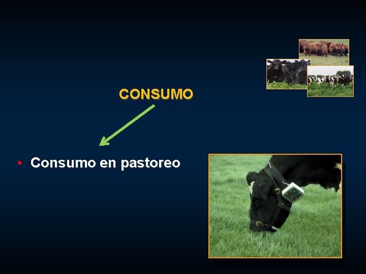 CONSUMO • Consumo en pastoreo 