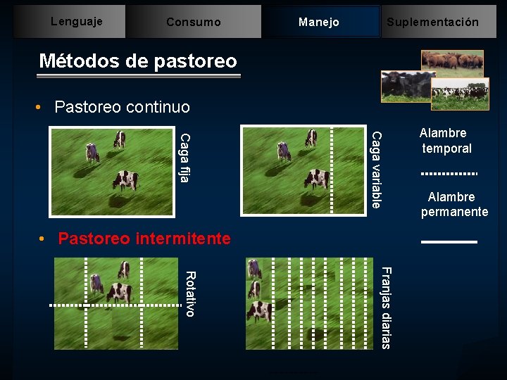 Lenguaje Consumo Manejo Suplementación Métodos de pastoreo • Pastoreo continuo Caga variable Caga fija