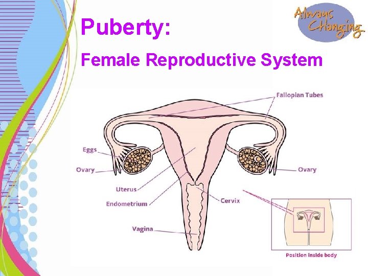 Puberty: Female Reproductive System 