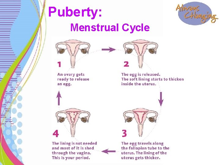 Puberty: Menstrual Cycle 