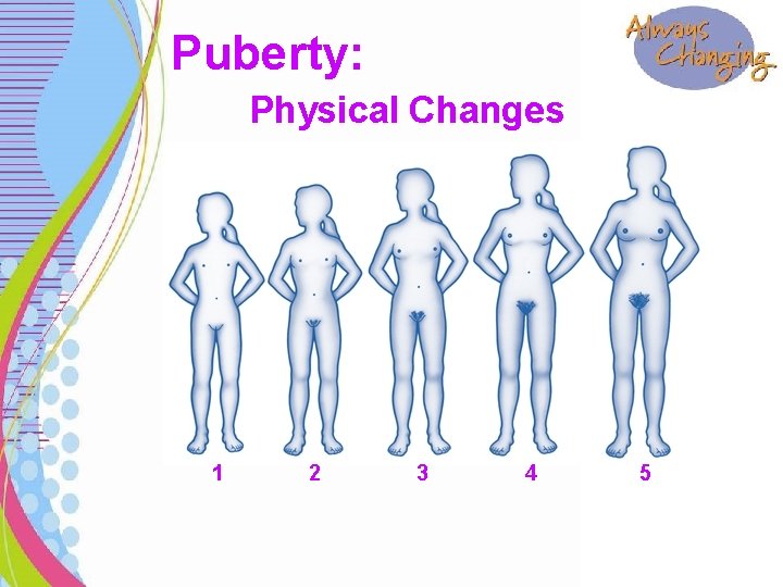 Puberty: Physical Changes 1 2 3 4 5 