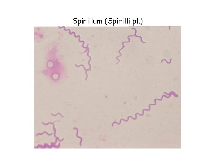 Spirillum (Spirilli pl. ) 