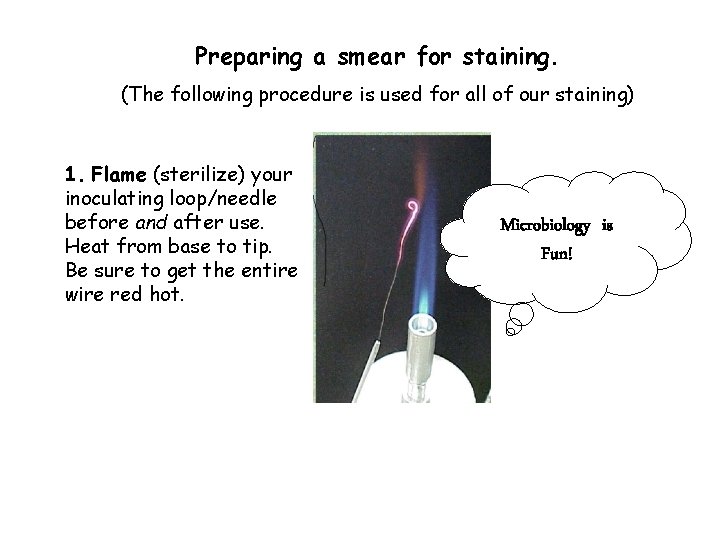 Preparing a smear for staining. (The following procedure is used for all of our