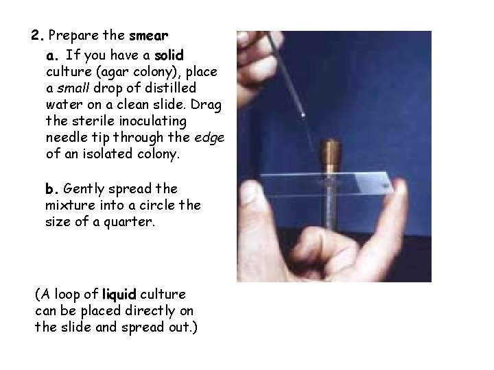 2. Prepare the smear a. If you have a solid culture (agar colony), place