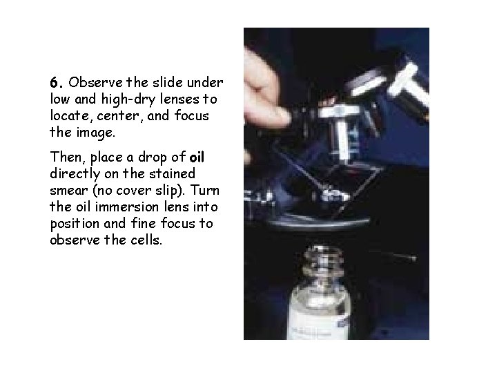 6. Observe the slide under low and high-dry lenses to locate, center, and focus
