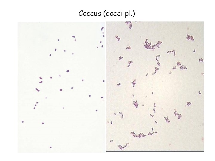 Coccus (cocci pl. ) 