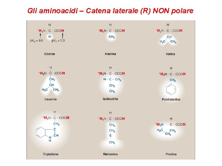 Gli aminoacidi – Catena laterale (R) NON polare 