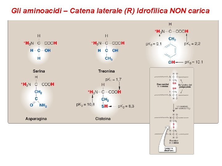 Gli aminoacidi – Catena laterale (R) Idrofilica NON carica 