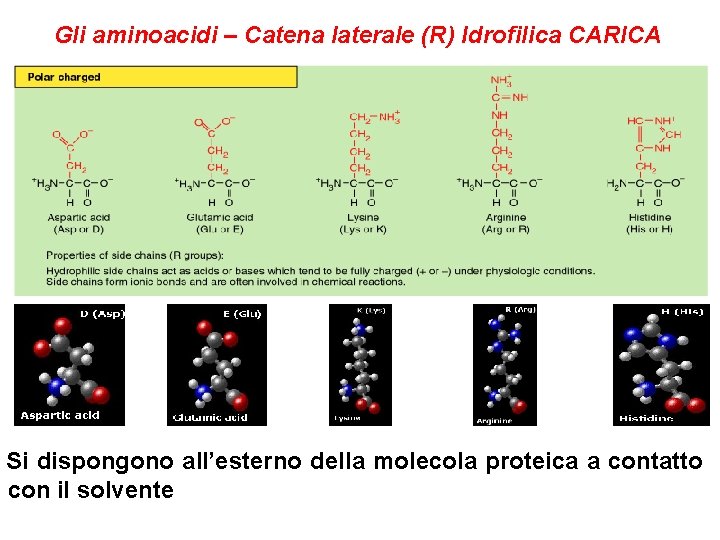 Gli aminoacidi – Catena laterale (R) Idrofilica CARICA Si dispongono all’esterno della molecola proteica