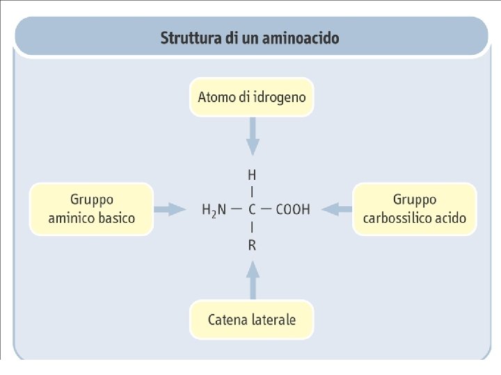 Struttura degli amminoacidi • Ogni amminoacido (eccetto la prolina) possiede un carbonio centrale, chiamato