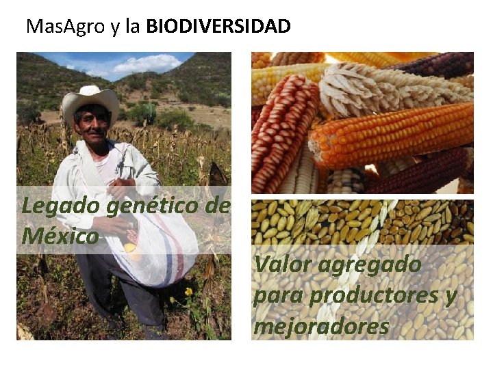 Mas. Agro y la BIODIVERSIDAD Legado genético de México Valor agregado para productores y